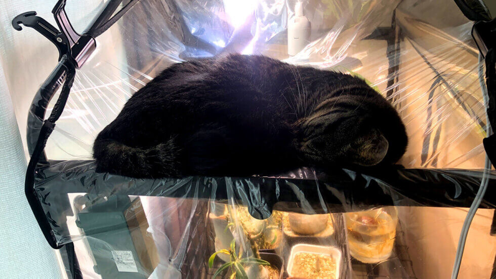 温室の上で寝る猫